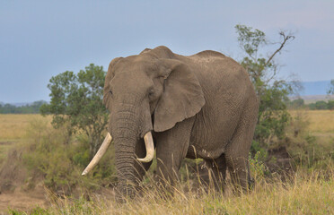 Fototapeta na wymiar majestic single male african elephant standing and grazing in the wild savannah of the masai mara, kenya