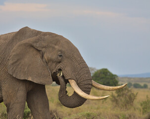 Obraz premium side profile and close-up of bull african elephant using feeding in the wild savannah of the masai mara, kenya