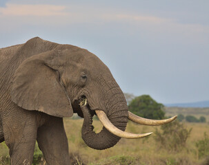 side profile and close-up of bull african elephant using feeding in the wild savannah of the masai mara, kenya