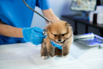 Veterinarian doctor and Pomeranian puppy at veterinary ambulance