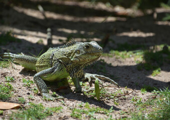 Wild Green Scaled Iguana in the Caribbean