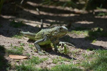 Looking into the Face of an Iguana in Aruba