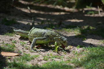 Iguana Snacking on Weeds and Grasses in Aruba