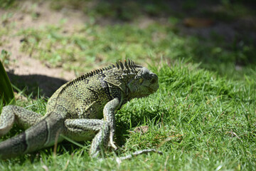 Curious Wild Iguana with Spines Creeping Along