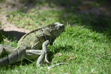 Amazing Iguana Creeping Around with Grass in His Mouth