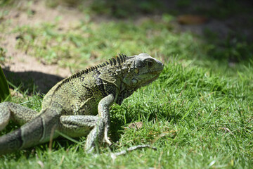 Fototapeta premium Creeping and Crawling Iguana in the Wild