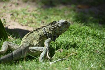 Tropical Iguana with Spines Along Its Back