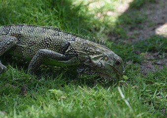 Iguana with Spines on His Back Eating Grass