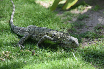 Crawling Iguana in a Carpet of Green Grass
