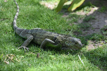 Hungry Iguana Low to the Ground in Aruba