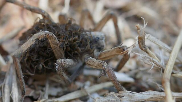 An unusual family. This female wolf spider (Pardosa sp.) carries and protects 50 of her children until they come of age, and then dies from exhaustion - parental care, procreation behaviour
