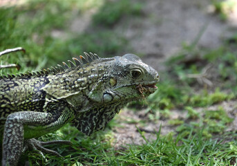Iguana With a Mouthful Snacking and Eating in Aruba