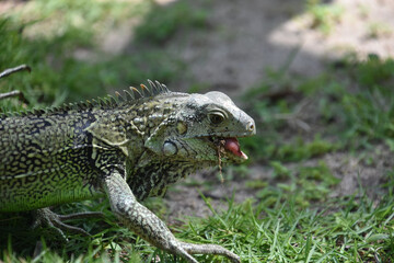 Large Iguana Munching on Some Grass in Aruba