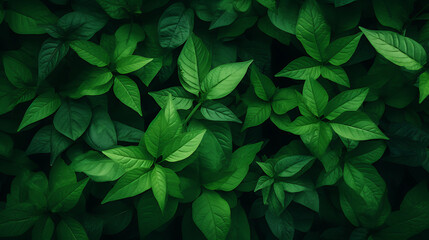 Fototapeta na wymiar clean green wallpaper, free space, wallpaper, natural wallpaper, eco wallpaper, öko