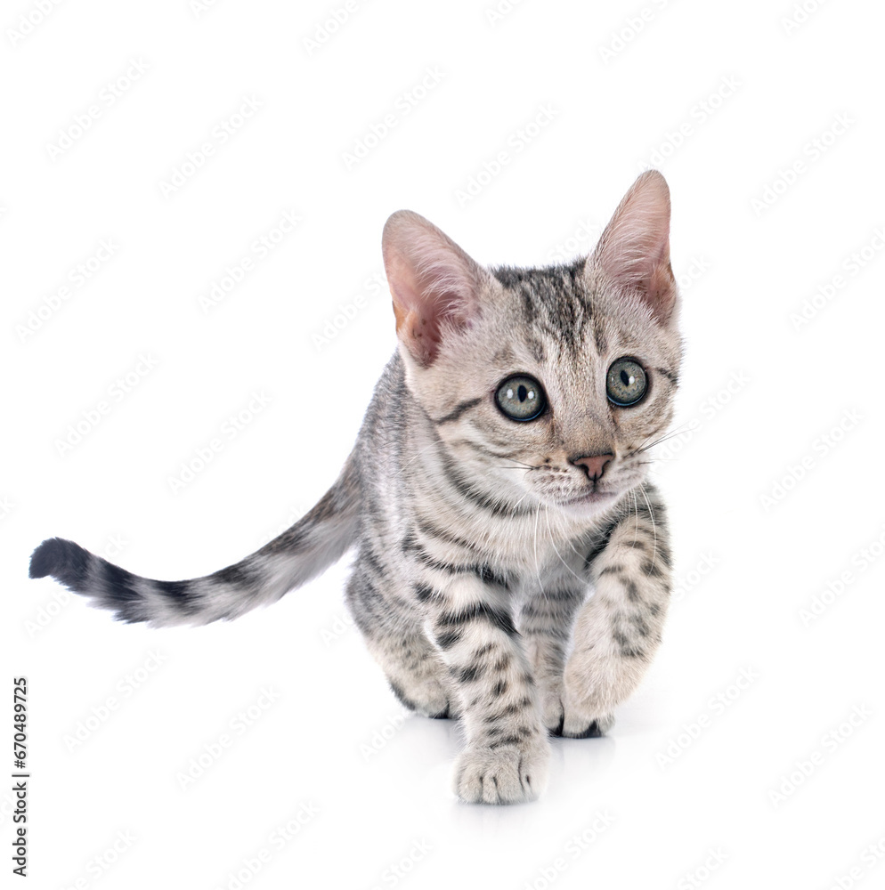 Canvas Prints bengal kitten in studio