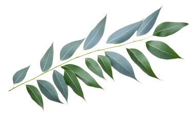 Eucalyptus Leaf Natural Aromatherapy on isolated background