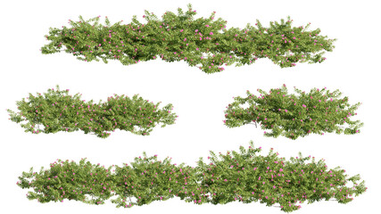 set of shrubs, 3D rendering with transparent background, for illustration, digital composition, architecture visualization © ANDRIBENKY