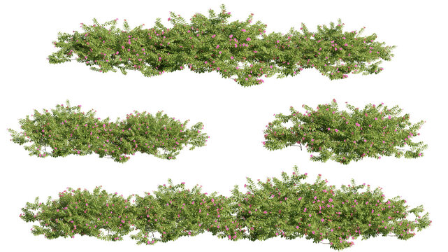 set of shrubs, 3D rendering with transparent background, for illustration, digital composition, architecture visualization