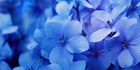 Botanical symphony. Vibrant blue and purple flowers background in nature embrace. Summer blooms close up of fresh purple flower in park