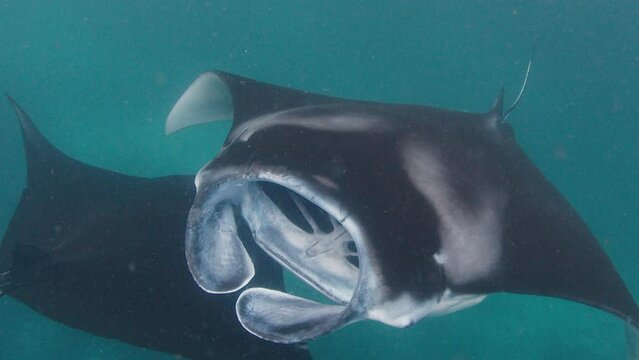 The giant oceanic manta ray, giant manta ray or oceanic manta ray, Mobula birostris swims in the ocean