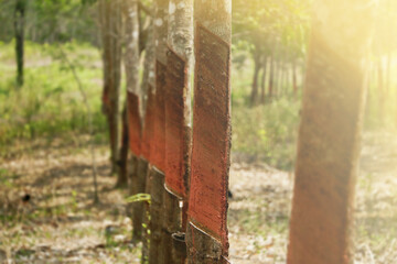 rubber plantation that cuts the rubber face in Thailand