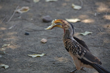 Obraz premium A hornbill bird eating a piece of bread at camping site Kruger,National,Park South,Africa.