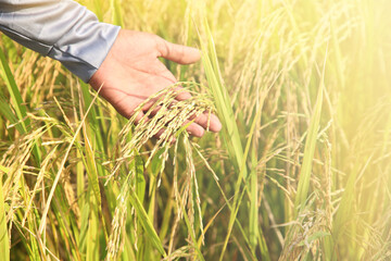 The rice fields of agriculture that are blooming long beautiful green