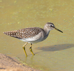 Wood Sandpiper