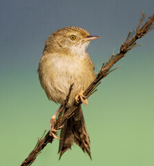 Delicate Prinia, Graceful Prinia