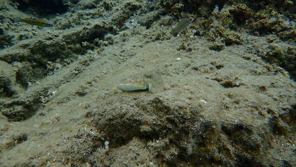 Common cuttlefish or European common cuttlefish (Sepia officinalis) undersea, Aegean Sea, Greece, Halkidiki