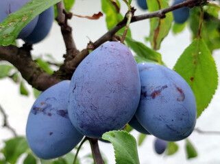 ripe plums growing on the tree
