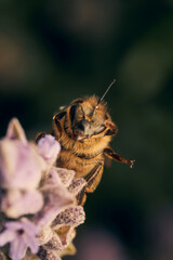 Details of a bee perched on a purple flower
