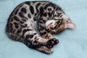 Cute bengal one month old kitten sleeping on the blue blanket close-up.