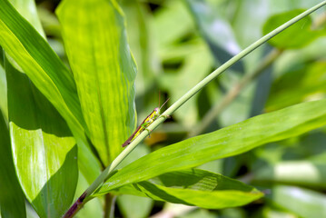 Young bamboo plant, Bambusa sp., in the nursery for natural background. Shallow focus
