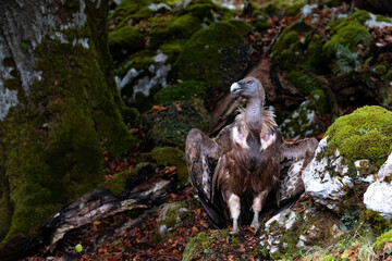 horizontal portrait of a vulture with open chambers looking to one side. in its natural state, perching beside a moss-covered rock in a beech forest.