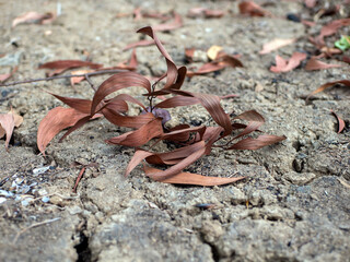 Dry leaves of Acacia plants on the tropical forest floor. Natural Background