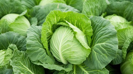 Fresh green cabbage growing in the field. Close-up. Nature background Generative AI