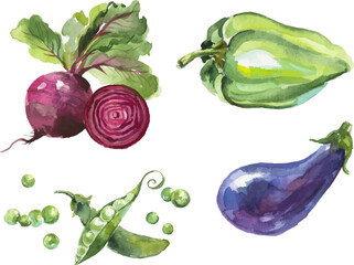 Vector Watercolor painted collection of vegetables. Hand drawn fresh food design elements isolated on white background.