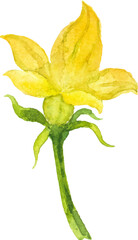 Abstract vector watercolor illustration of autumn pumpkin flower. Hand drawn nature design elements isolated on white background.