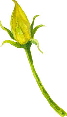 Obraz premium Abstract vector watercolor illustration of autumn pumpkin flower. Hand drawn nature design elements isolated on white background.