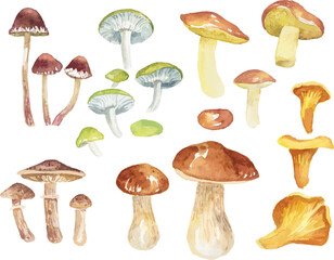 Abstract vector watercolor illustration of autumn mushrooms. Hand drawn nature design elements isolated on white background.