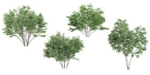 3d rendering of Dogwood,Maackia amurensis trees on transparent background - obrazy, fototapety, plakaty
