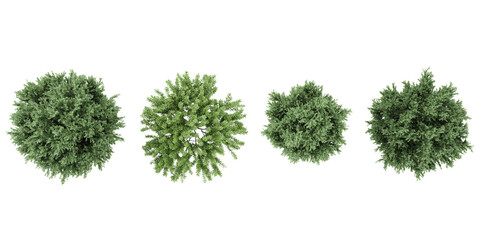 Collection of Common juniper,Rosemary Trees isolated on white background, tropical trees isolated used for design,top view advertising and architecture - obrazy, fototapety, plakaty