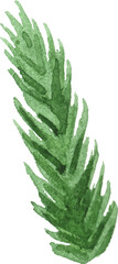 Abstract vector watercolor illustration of spruce needles. Hand drawn nature design elements isolated on white background.