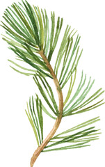 Abstract vector watercolor illustration of pine needles. Hand drawn nature design elements isolated on white background.