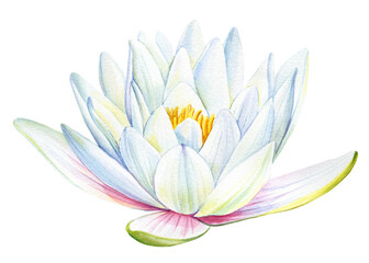 Lotus white flower on an isolated white background, flora watercolor illustration, water lily botanical painting