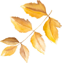 Abstract vector watercolor illustration of autumn leaves. Hand drawn nature design elements isolated on white background.