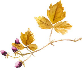 Abstract vector watercolor illustration of autumn blackberry. Hand drawn nature design elements isolated on white background.