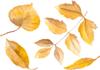 Abstract vector watercolor illustration of autumn leaves. Hand drawn nature design elements isolated on white background.