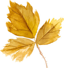 Abstract vector watercolor illustration of autumn leaves. Hand drawn nature design elements isolated on white background.